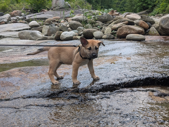 chinook dog